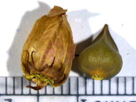   Fruits:   Antigonon leptopus , with and without persistent perianth; Photo by K.E. Clancy, USDA APHIS PPQ, imageID.idtools.org
